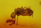 Fossil Springtail (Collembola) & Four Flies (Diptera) In Baltic Amber #170040-4